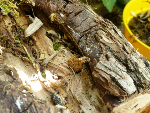 Mein Insektenhotel "Forum Insectum"