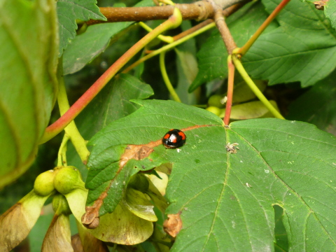 Mein Insektenhotel "Forum Insectum"