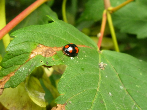 Mein Insektenhotel "Forum Insectum"